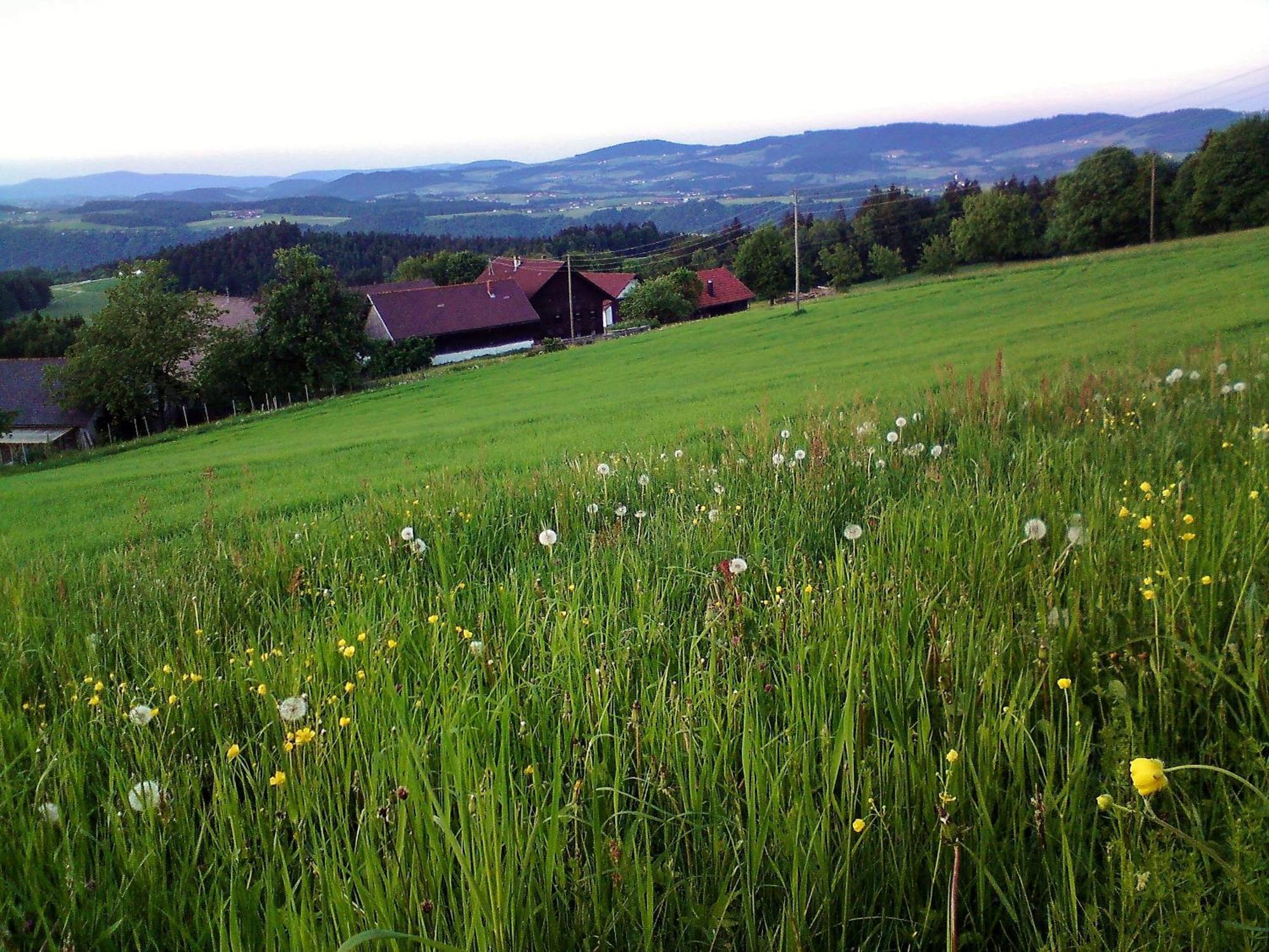 Gasthof-Pension Zum Haugstein - Familie Eder Engelhartszell Esterno foto